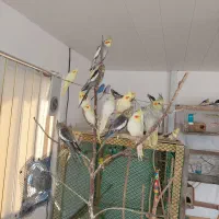 فروش عروس هلندی و توطی برزیلی