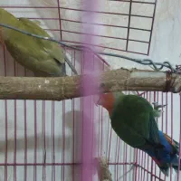 طوطی برزیلی مولد|پرنده|بندر ماهشهر, |دیوار