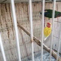 کوتوله مرغ عشق فنچ