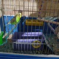 مرغ عشق|پرنده|فولادشهر, A2|دیوار