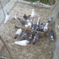 کبوتر|پرنده|سجاس رود, |دیوار