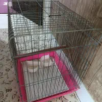 قفس پرنده|لوازم جانبی حیوانات|گرمسار, |دیوار