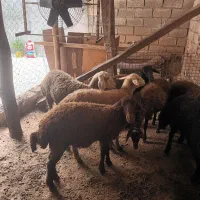 فروش شیشک داشتی و بره داشتی   گوشتی