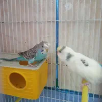 یک جفت مرغ عشق با قفس خیلی خیلی بزرگ|پرنده|لردگان, |دیوار