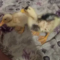 جوجه اردک