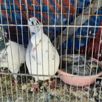 گنجه بری حیون پرشی|پرنده|گلستان (تهران), |دیوار