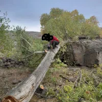 خرید وفروش چوب