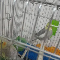 قیمت ۲۵۰۰۰۰۰۰