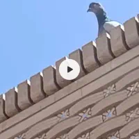 کبوتر