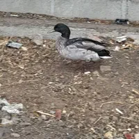 اردک نر پروازی|حیوانات مزرعه|بیستون, |دیوار