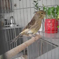 قناری ماده رسمی
