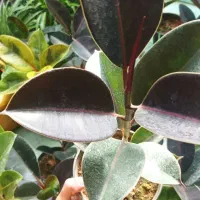 حراجفیکوس|گل و گیاه طبیعی|اسلامآباد غرب, |دیوار