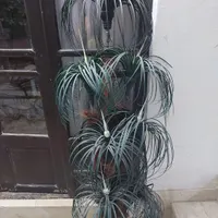 نخل مصنوعی