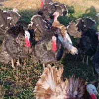 فروش فوری بوقلمون ارگانیک وزن بالا|حیوانات مزرعه|بروجرد, |دیوار