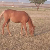 کره مادیون فروشی