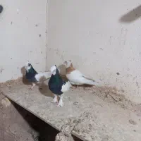 کبوتر طوقی|پرنده|شیراز, سینما سعدی|دیوار