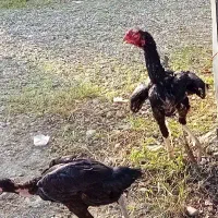 مرغ خروس لاری|حیوانات مزرعه|سنگر, |دیوار