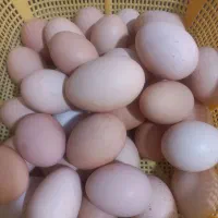 تخم نطفه دار مرغ بومی تضمینی