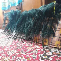 شاهپر علامت محرم|کلکسیون و سرگرمی|رشت, سلیمانداراب|دیوار