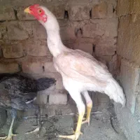 جوجه لاری ۳تا