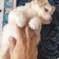 توله سگ شیتزو|سگ|شیراز, سینما سعدی|دیوار