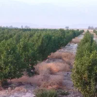 فروش باغ دارای بیش از 2000درخت