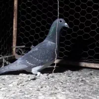 کبوتر چاپی ماده وحشی|پرنده|خواف, |دیوار