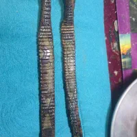 هسته خرمایی طرح مار کبرا