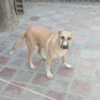 توله ۶ماهه|سگ|کاشان, دانشگاه|دیوار