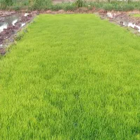 نشا|گل و گیاه طبیعی|میانه, |دیوار