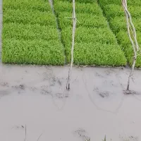 19عدد توم علی کاظمی