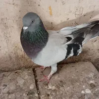 کبوتر