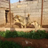 توله سگ عراقی. اصیل|سگ|تهران, افسریه شمالی|دیوار