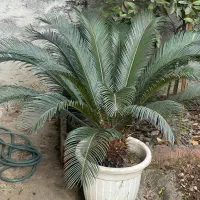 گل سیکاس و گل بابا آدم زیبا و بزرگ|گل و گیاه طبیعی|سیاهکل, |دیوار