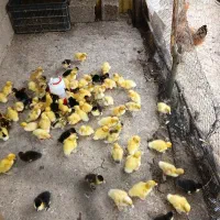 مزرعه ماکیان گیلماز