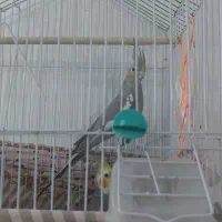 عروس هلندی نروماده