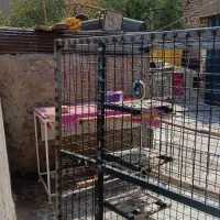 گنجه کفتر یا کبوتر|لوازم جانبی حیوانات|قرچک, باقرآباد|دیوار