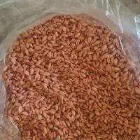 گندم پیش گام