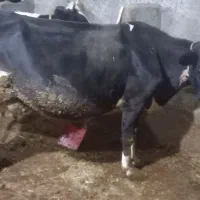 گاوه هولشتان با گوساله بزرگ|حیوانات مزرعه|هشترود, |دیوار