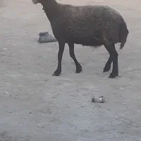 میش افشار