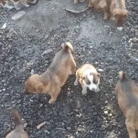 توله سگ مجانی|سگ|ایلام, |دیوار