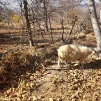 کاوُر نژاد دار تک زه فروش فوری|حیوانات مزرعه|بافت, |دیوار