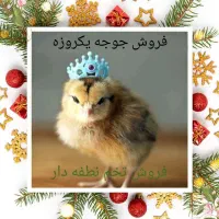 تخم نطفه دار گلپایگانی و بوقلمون