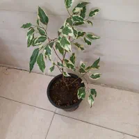گل های طبیعی