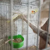 معاوضه عروس هلندی ماده بالغ با نر بالغ