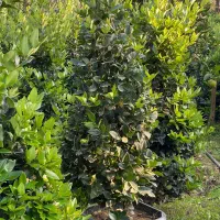 یاس هلندی جعبه۴۰|گل و گیاه طبیعی|کلاچای, |دیوار