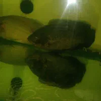 ماهی اسکار و گلدفیش