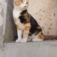 گربه گمشده بامژدگانی بیست میلیونی