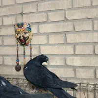 کله سیاه|پرنده|اهواز, بهارستان|دیوار