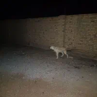 گوسفندی|سگ|تایباد, |دیوار